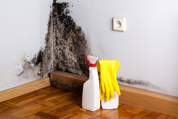 Do-It-Yourself or Hire a Professional Mold Removal?